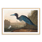 Pajaro