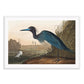 Pajaro