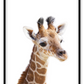 Kids nursery print with a baby giraffe close-up in front of a white background. 