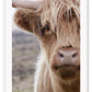 Brown fluffy cow with horns in nature print boho natural portrait of animal 