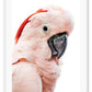 Pink lorokeet bird with black beak and white background, feathers and texture with pastel tones 