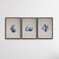 Hamptons Dark Coral On Linen Seaside Wall Art Prints - Three Piece Art Print